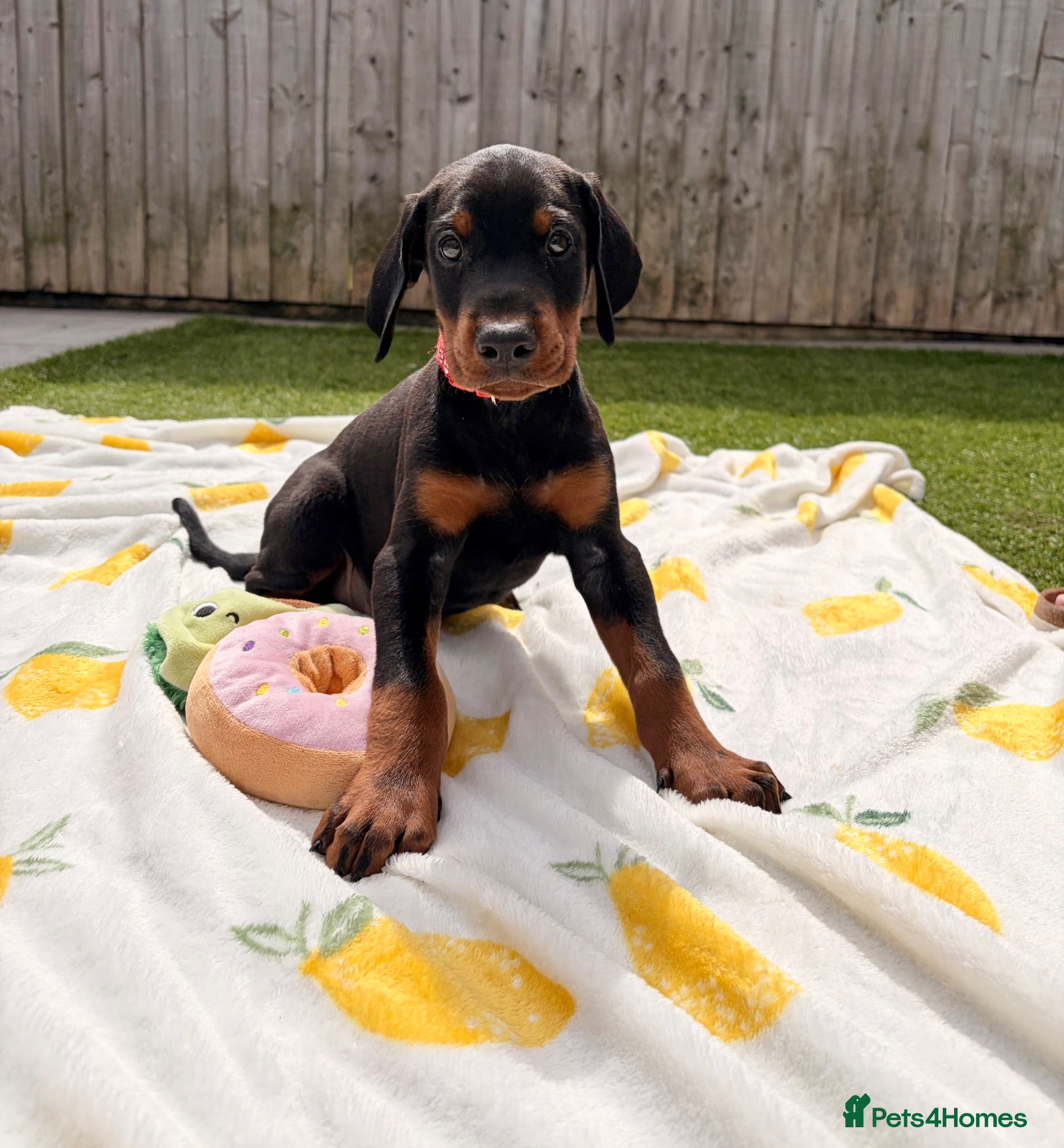 Dobermann dogs 🏡Viewings Available Now | KC Registered Dobermans - Advert 1