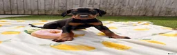 Dobermann dogs for sale: 🏡Viewings Available Now | KC Registered Dobermans - Advert 1