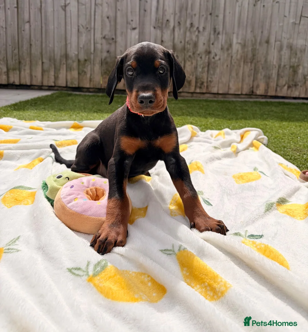 Dobermann dogs for sale: 🏡Viewings Available Now | KC Registered Dobermans - Advert 1