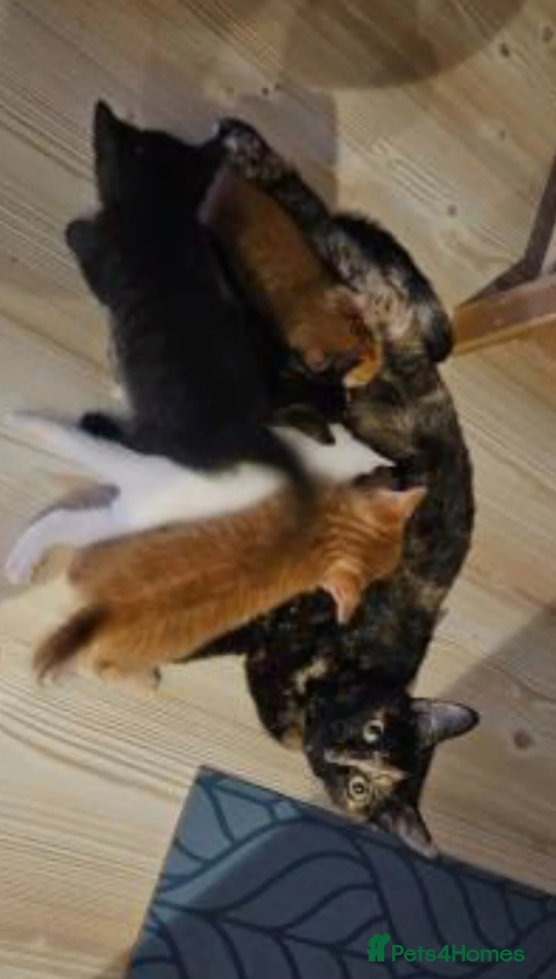 Mixed Breed cats for sale: Male kitten  - Advert 2