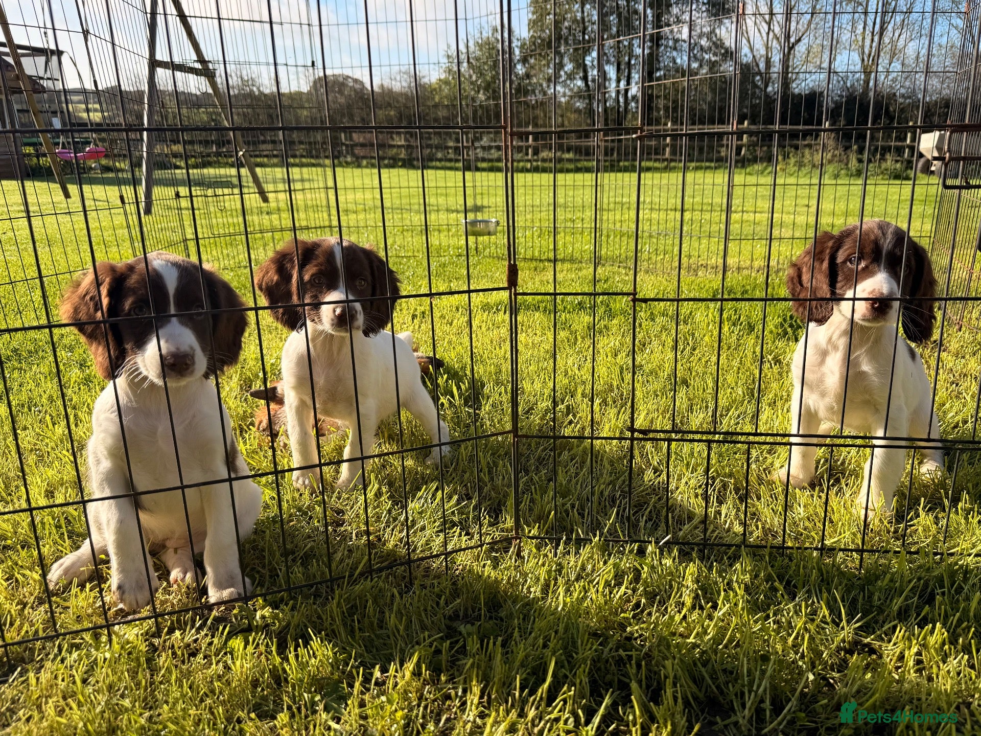 English Springer Spaniel dogs Stunning KC Working Springer Pups –FTCH Bloodlines - Advert 2