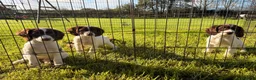 English Springer Spaniel dogs for sale: Stunning KC Working Springer Pups –FTCH Bloodlines - Advert 2