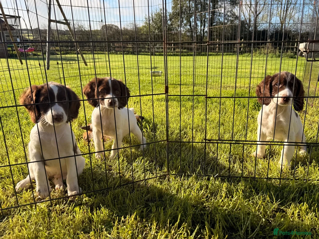 English Springer Spaniel dogs for sale: Stunning KC Working Springer Pups –FTCH Bloodlines - Advert 2
