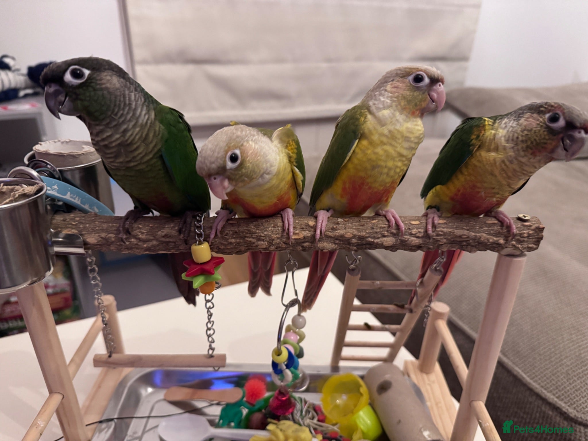 Conures birds Tamed baby conures - Advert 1