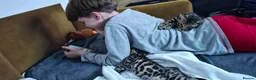 Bengal cats for sale: Stunning Bengal kitten  - Advert 4