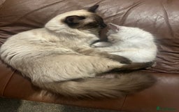 Ragdoll cats for sale: 1 male Ragdoll kitten  - Image 2