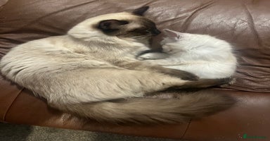 Ragdoll cats - Advert 10