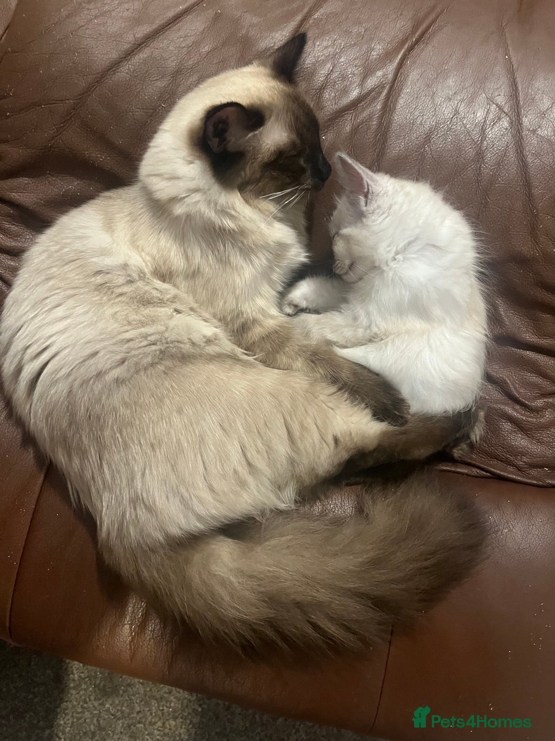 Ragdoll cats for sale: 1 male Ragdoll kitten  - Image 2