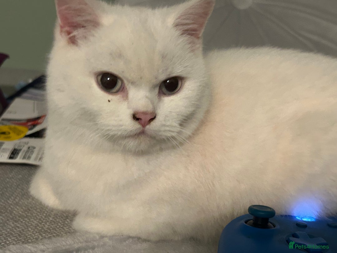 British Shorthair cats for sale: Male British shorthair for sale  - Image 5