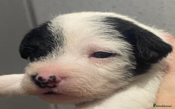 Parson Russell dogs for sale: KC Reg Champion lineage Puppys - Image 12