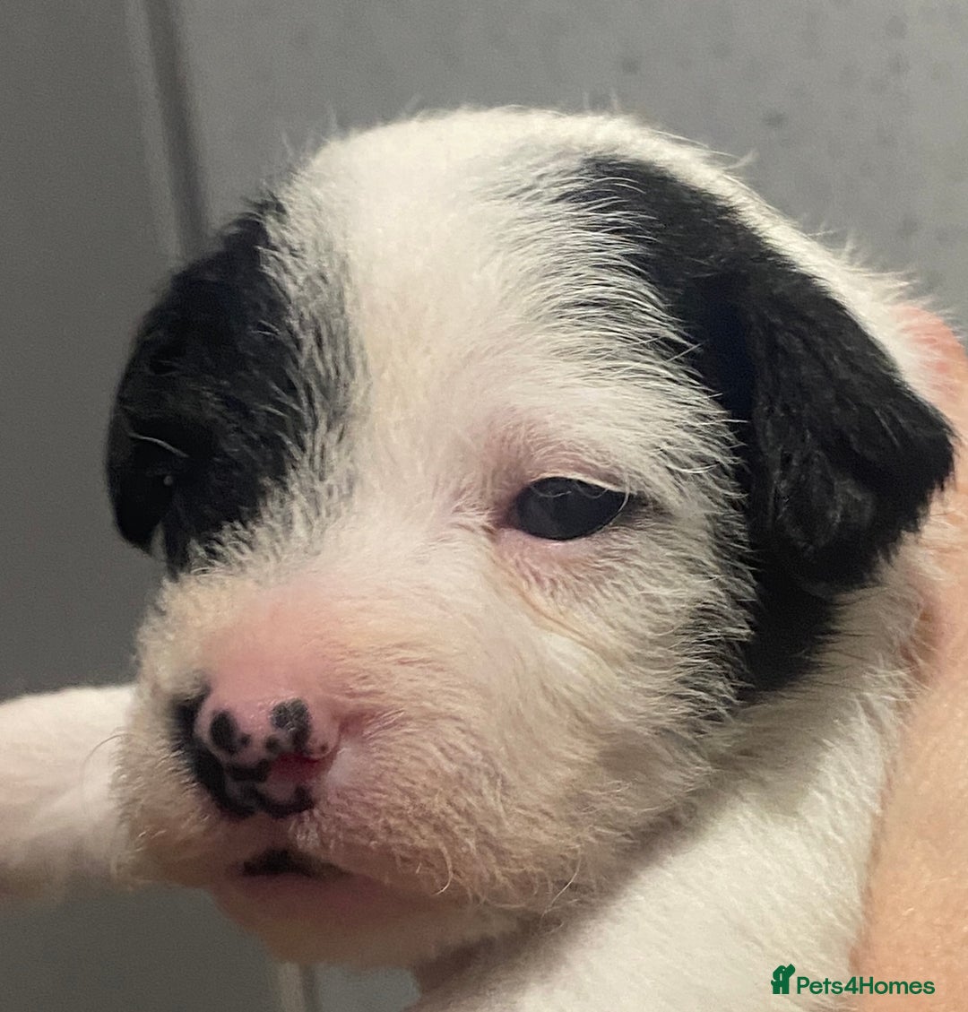 Parson Russell dogs for sale: KC Reg Champion lineage Puppys - Image 12