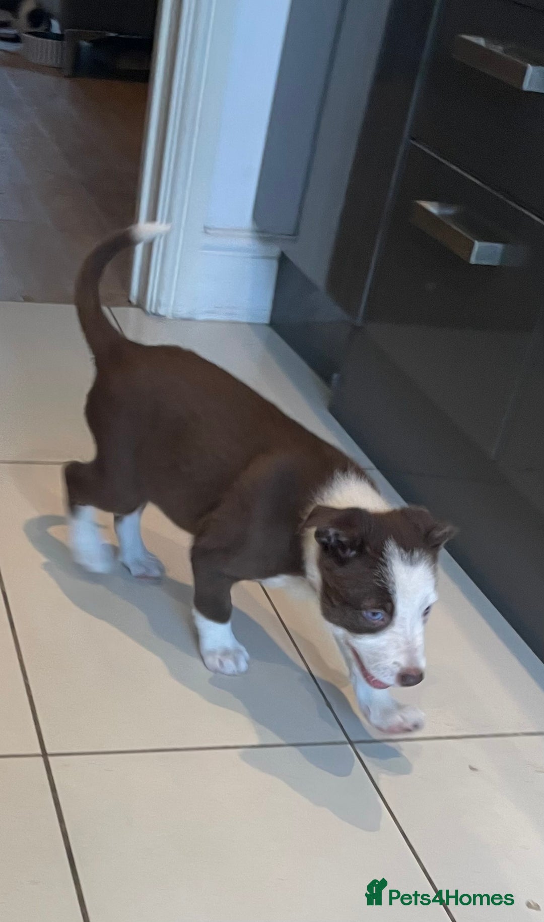Border Collie dogs for sale: Beautiful sheepdog pups - Image 15