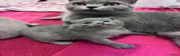 British Shorthair cats for sale: British Short Hair Kittens - Advert 8