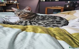 Bengal cats for sale: Sensational Silver Bengal boy requires new family  - Image 9