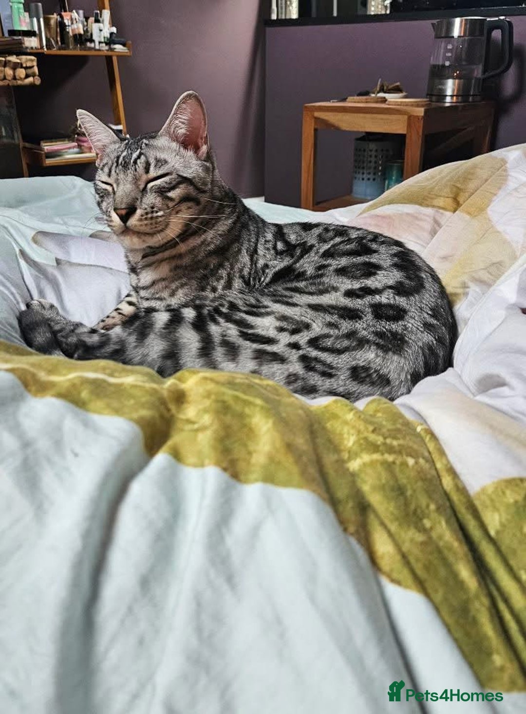 Bengal cats for sale: Sensational Silver Bengal boy requires new family  - Image 9