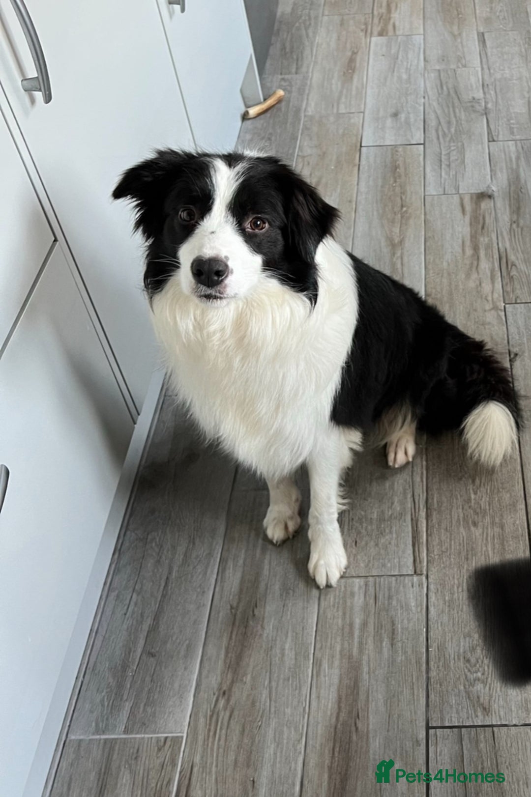 Border Collie dogs for sale: Stunning Traditional Show Line Health Tested Pups - Advert 2