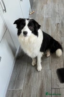 Border Collie dogs Stunning Traditional Show Line Health Tested Pups - Advert 10