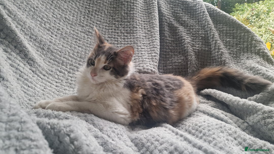 Maine Coon cats for sale: Adorable Maine Coon Kittens for Sale - Image 4