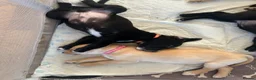 Borador dogs for sale: 6 Labrador /Borador Puppies for Sale Boys & Girls - Advert 14
