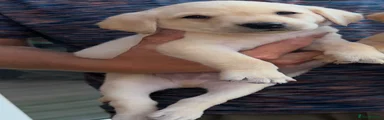 Labrador Retriever 1