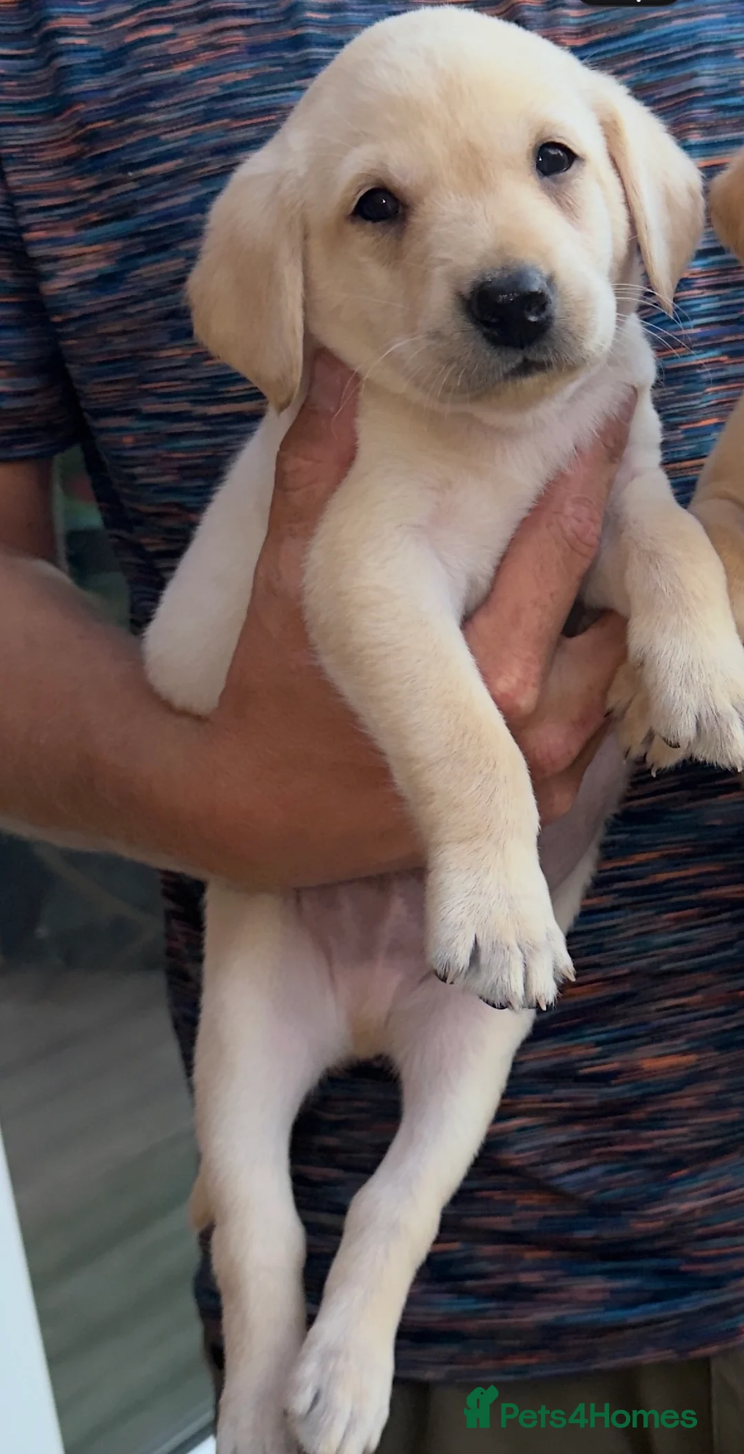 Labrador Retriever dogs for sale: 3 male KC parents health tested from a FTCH WINNER - Advert 9