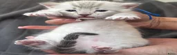 Bengal cats for sale: Top quality Snow Leopard spotted Bengal Kittens - Advert 7