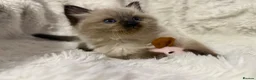 Ragdoll cats for sale: Two Beautiful Kittens Looking for Home 🩷🩵 - Advert 7