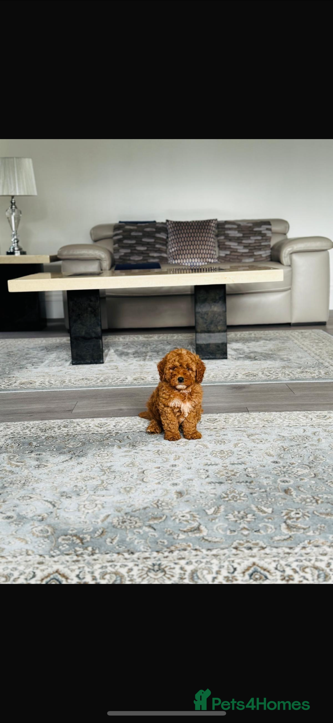 Cockapoo dogs for sale: Beautiful cockapoo puppy ♥️ - Image 5
