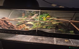 Gecko reptiles for sale: Crested gecko - Image 3