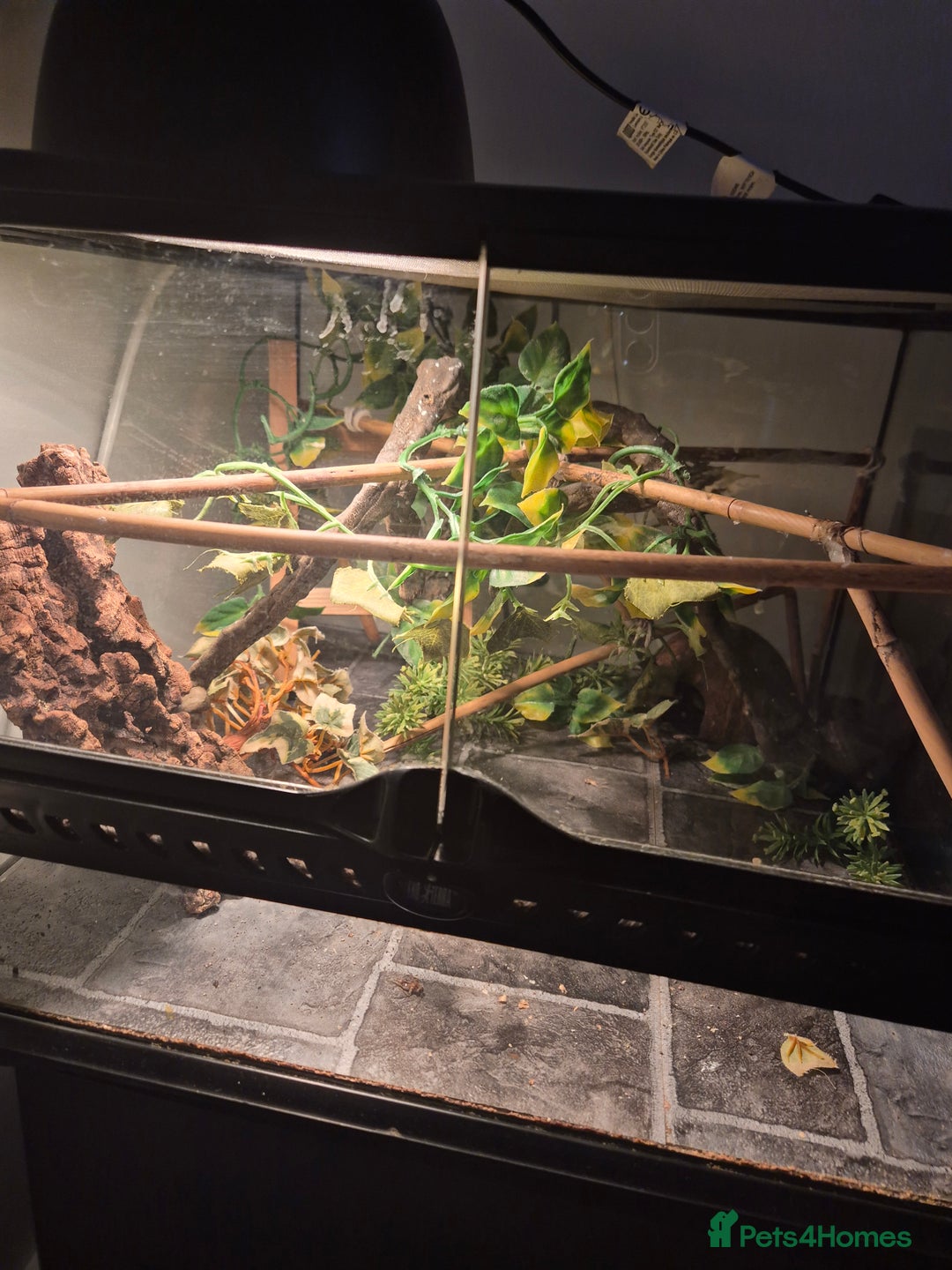Gecko reptiles for sale: Crested gecko - Image 3