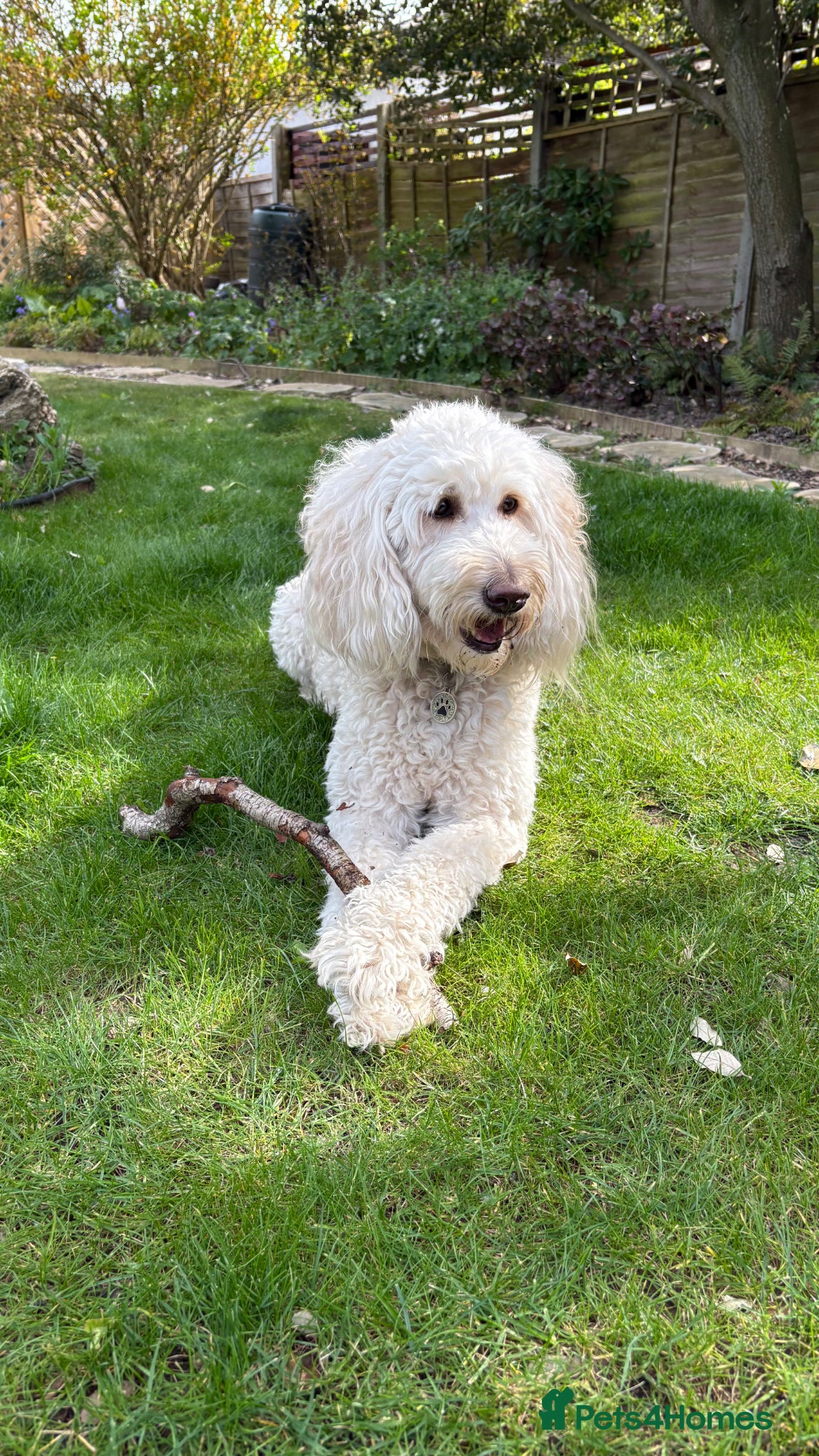 Goldendoodle dogs for sale: Golden doodle puppies from a loving home - Advert 10