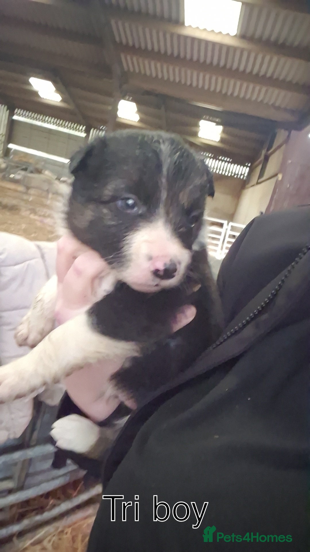Border Collie dogs for sale: Collie Pups - Advert 2