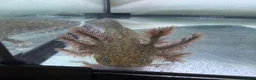 Axolotl reptiles for sale: Rescue Axolotls Looking For New Home  - Advert 2