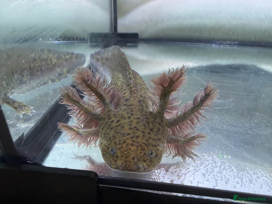 Axolotl reptiles for sale: Rescue Axolotls Looking For New Home  - Advert 2