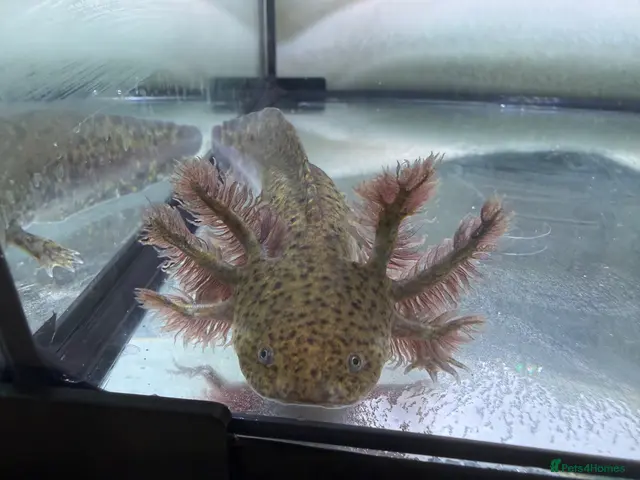 Axolotl reptiles for sale: Rescue Axolotls Looking For New Home - Advert 2