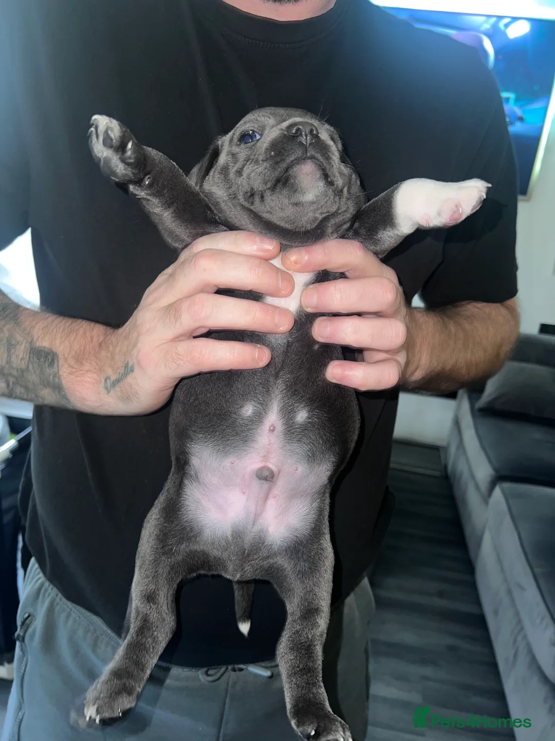Staffordshire Bull Terrier dogs for sale: LAST BOY LEFT KC REGISTERED 5 STAR BLUE   - Advert 34