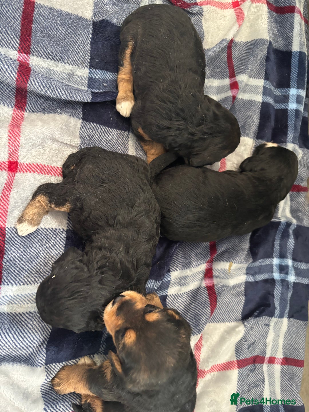 Mixed Breed dogs for sale: Beagle x poodle puppies  - Image 5