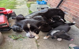 Border Collie dogs for sale: 5 Beautiful Working Border Collie Pups - Image 9