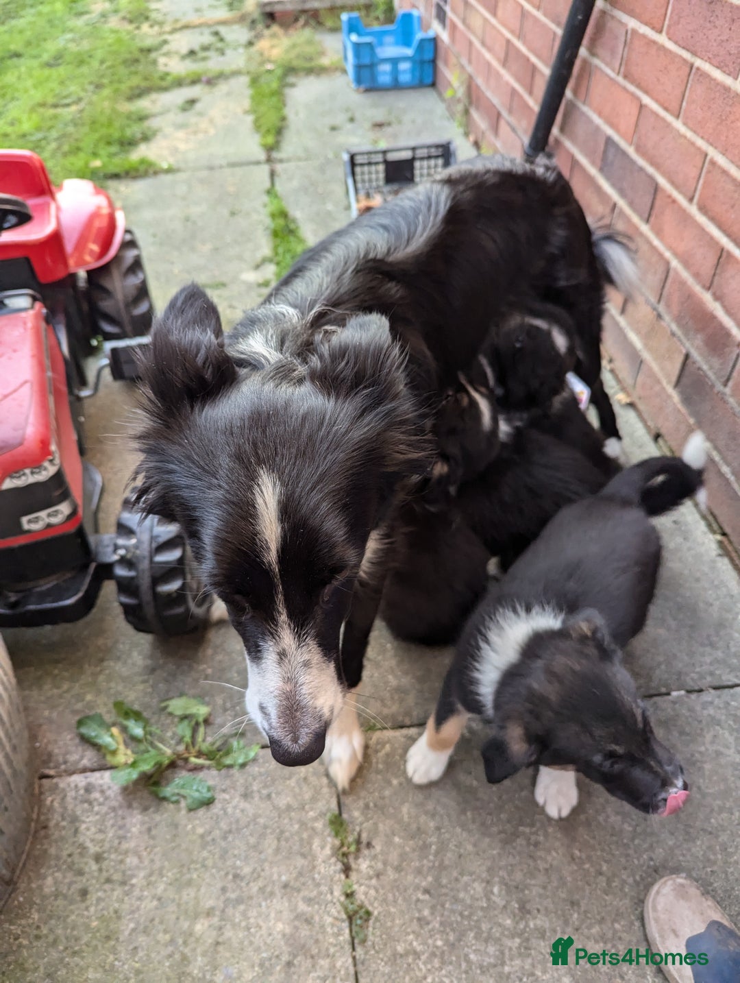 Border Collie dogs for sale: 5 Beautiful Working Border Collie Pups - Image 9