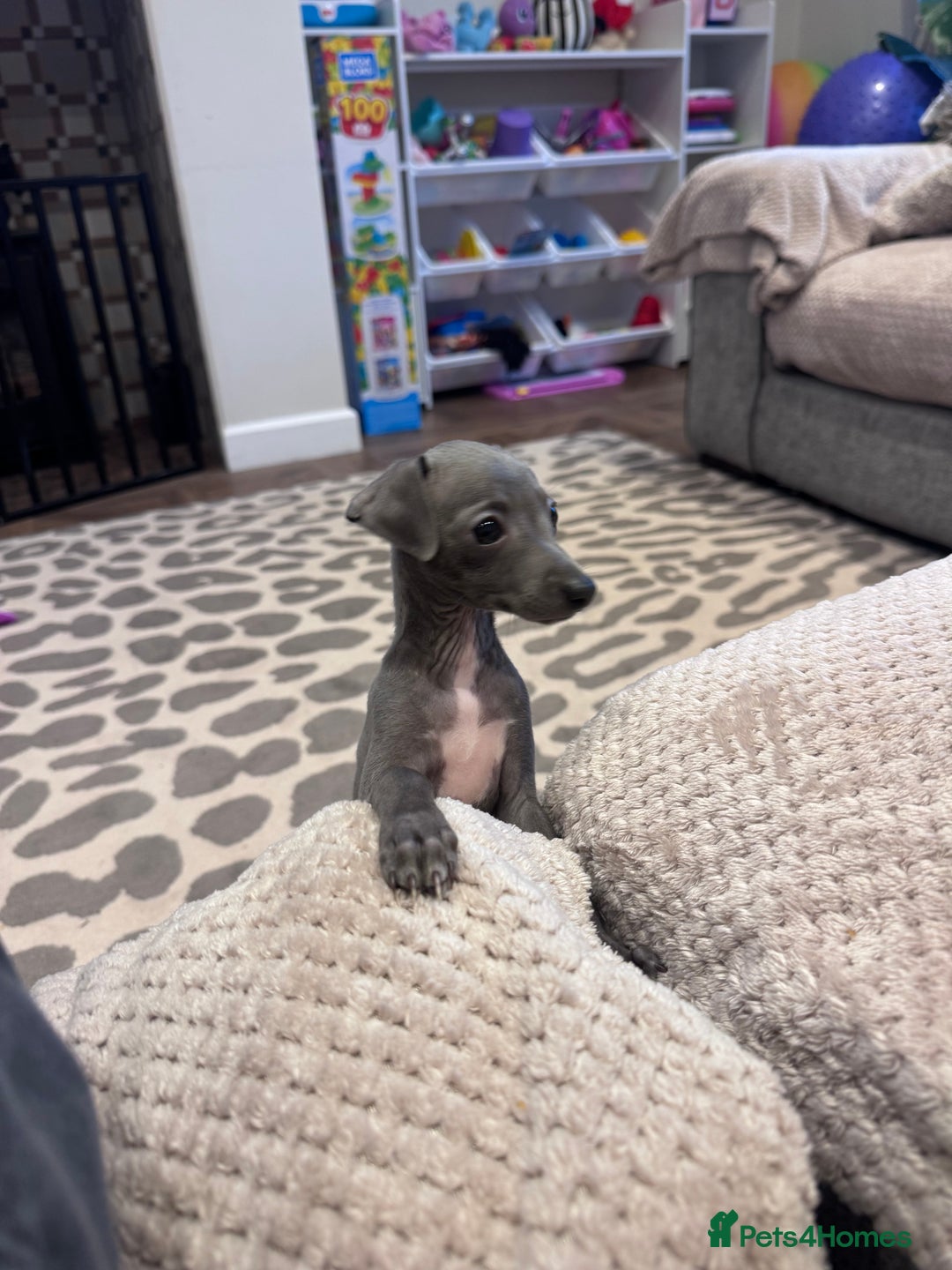 Italian Greyhound dogs for sale: Unfortunate resale due to allergies - Advert 7