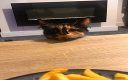 British Longhair cats for sale: 3 gorgeous long haired kittens  - Image 7