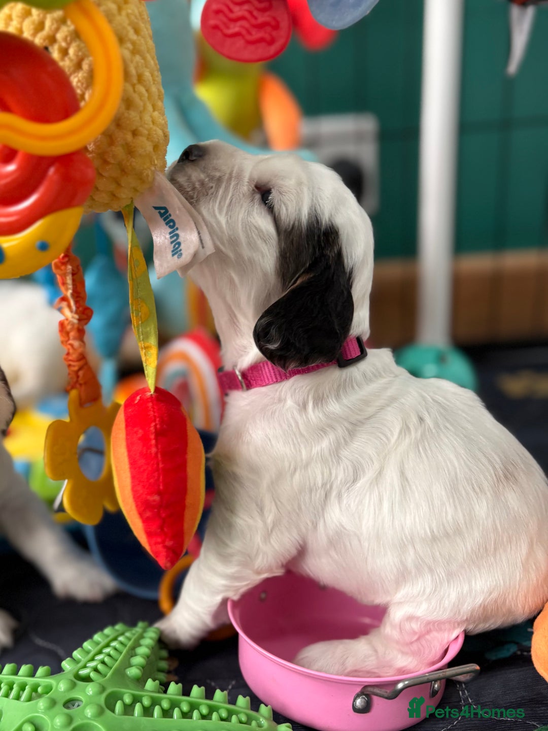Cocker Spaniel dogs for sale: KC Reg; Home Raised; Low COI; DNA CLEAR; Show Type - Image 34