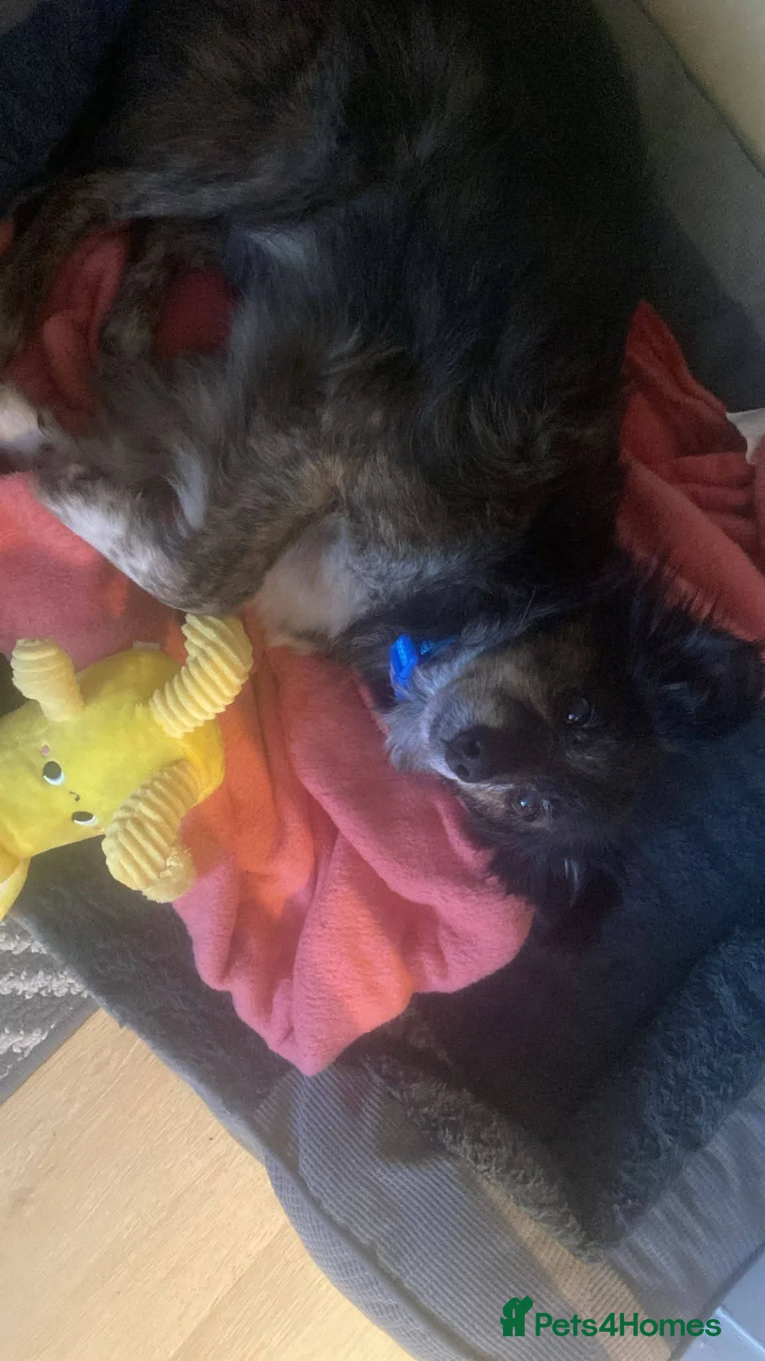 Mixed Breed dogs for adoption: Meet Gizmo, currently residing in Lancashire  - Advert 9