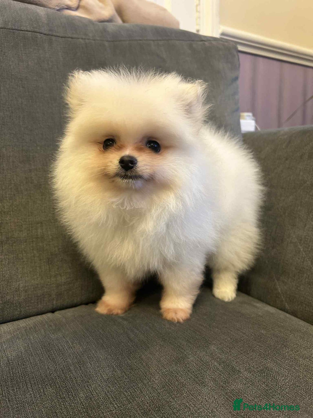Pomeranian dogs for sale: ❤️Beautiful Pomeranian puppies❤️ - Advert 36