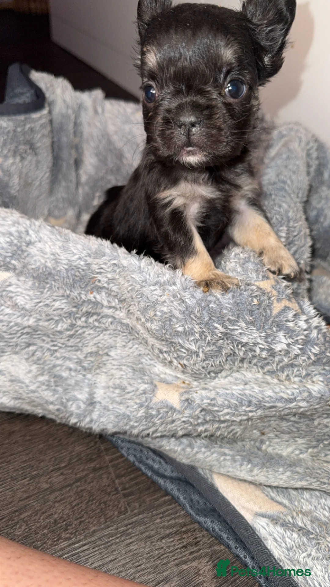 French Bulldog dogs for sale: Fluffy French bulldogs  in Nottingham - Advert 2