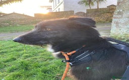 Mixed Breed dogs for adoption: Meet Magnus,currently residing in Cheshire  - Image 2