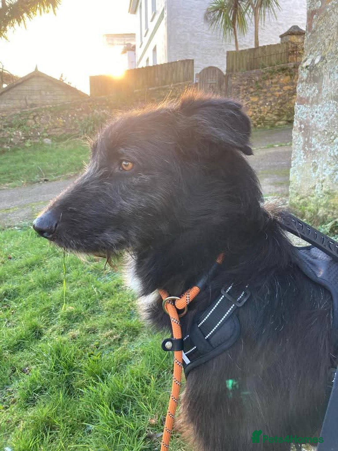 Mixed Breed dogs for adoption: Meet Magnus,currently residing in Cheshire  - Image 2