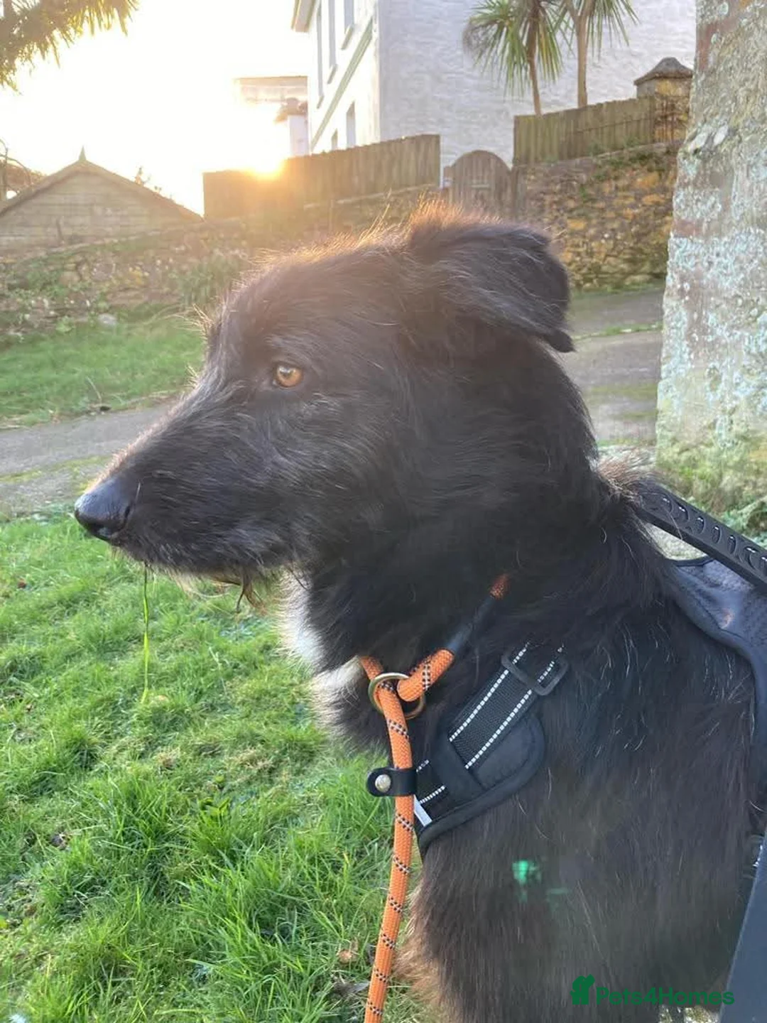 Mixed Breed dogs for adoption: Meet Magnus,currently residing in Cheshire  - Advert 2