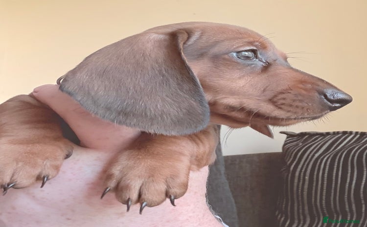 Miniature Dachshund dogs - Advert 13