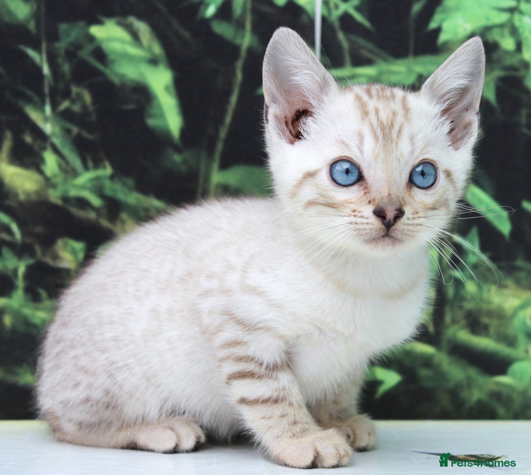 Bengal cats for sale: CUTE SNOW LYNX BENGAL KITTENS (TICA REG) - Image 9